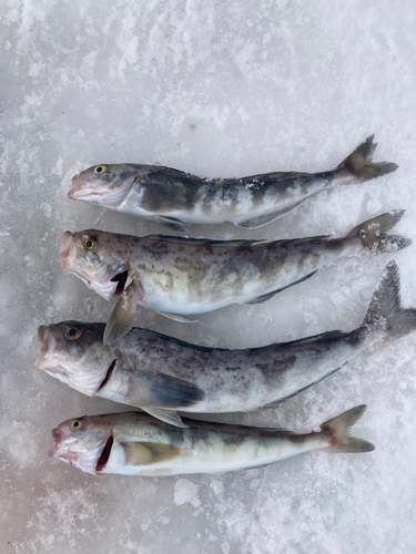 ホッケの釣果