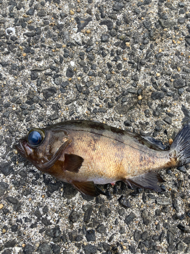 メバルの釣果