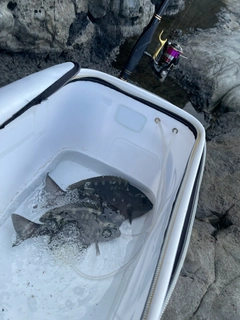 クチブトグレの釣果