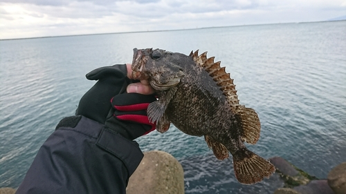 ソイの釣果