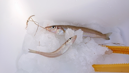 キスの釣果