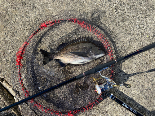 チヌの釣果