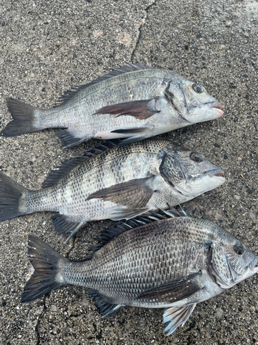 チヌの釣果