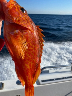 アヤメカサゴの釣果