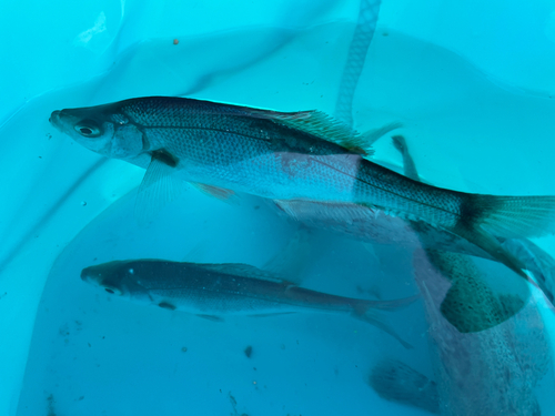 タナゴの釣果