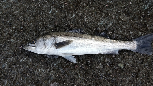 スズキの釣果