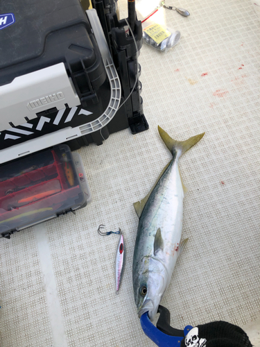 イナダの釣果