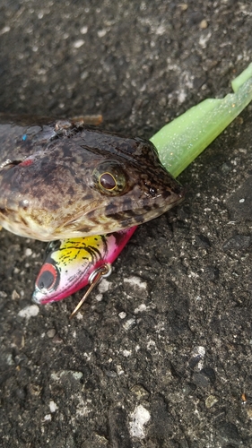 エソの釣果