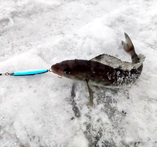 ホッケの釣果