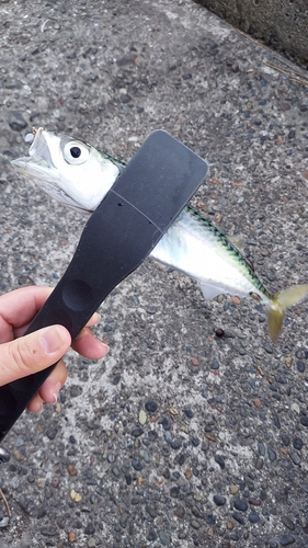 サバの釣果