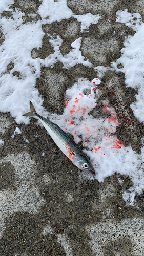 サバの釣果