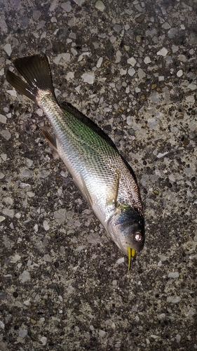 イシモチの釣果