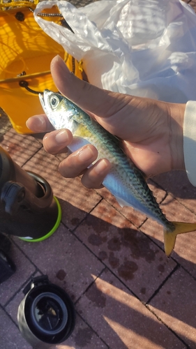 サバの釣果