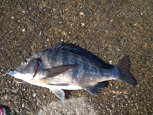 チヌの釣果