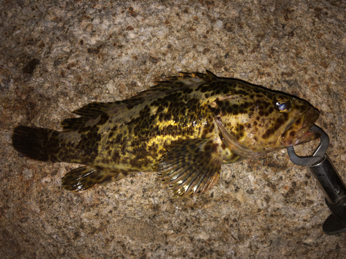 タケノコメバルの釣果