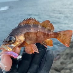 アカメバルの釣果