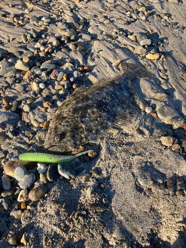 ヒラメの釣果