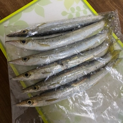 カマスの釣果