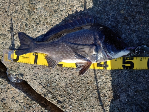 チヌの釣果