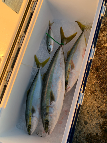 ハマチの釣果