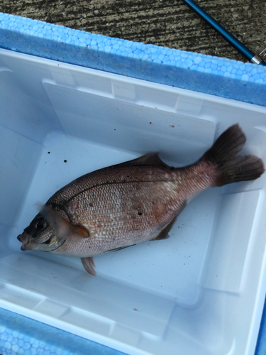 ウミタナゴの釣果