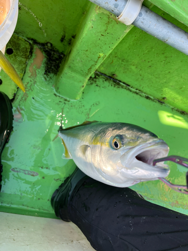 イナダの釣果