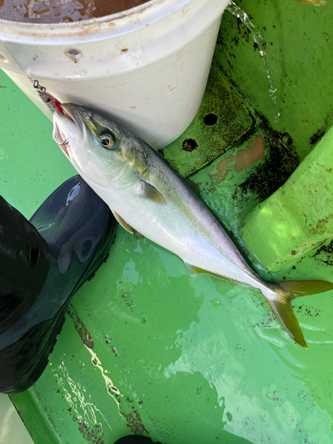 イナダの釣果