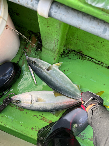 イナダの釣果