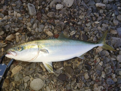 ハマチの釣果