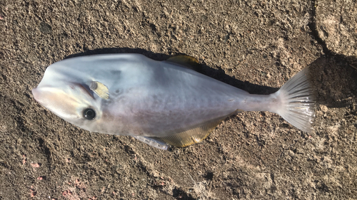 ウスバハギの釣果