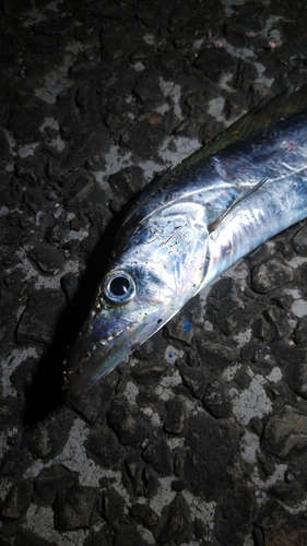 タチウオの釣果