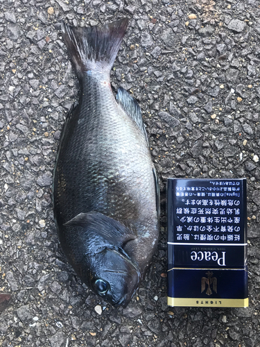 釣果