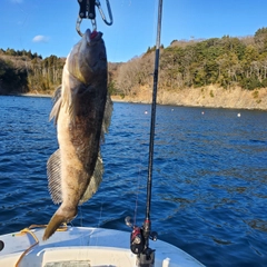 アイナメの釣果