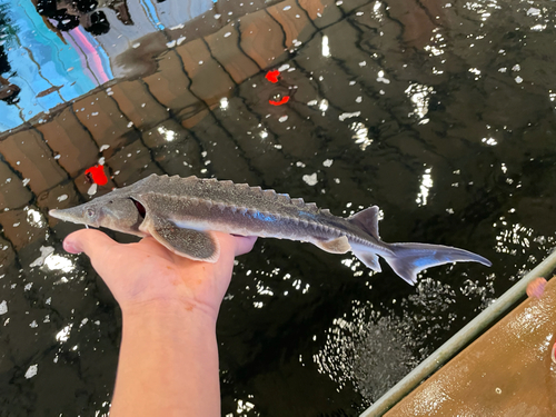 チョウザメの釣果