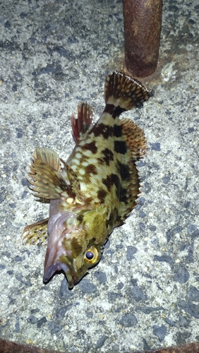 カサゴの釣果