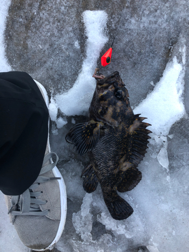 ムラソイの釣果