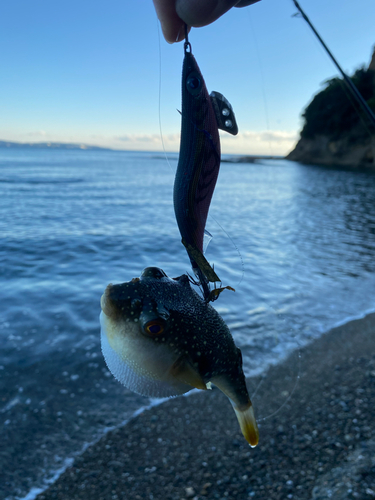 フグの釣果