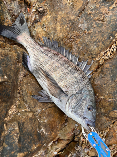 チヌの釣果