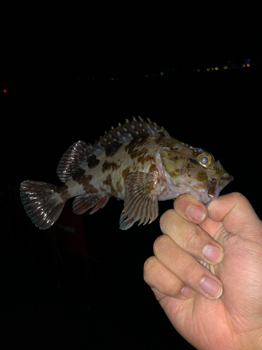 カサゴの釣果