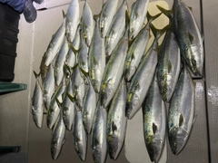 ハマチの釣果
