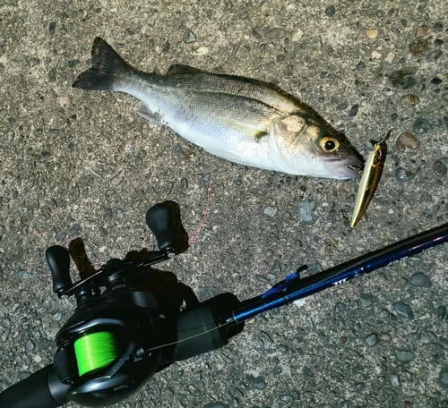 セイゴ（マルスズキ）の釣果