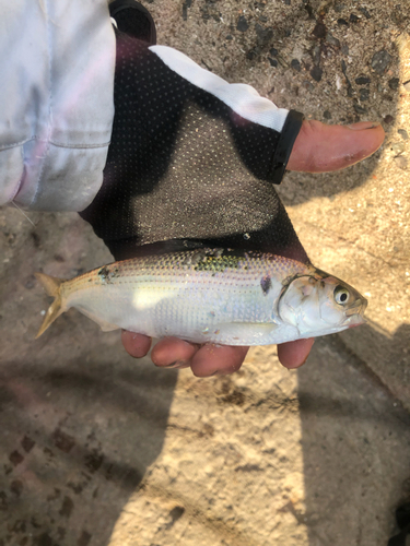 コノシロの釣果