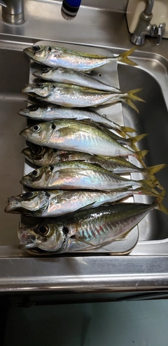 アジの釣果