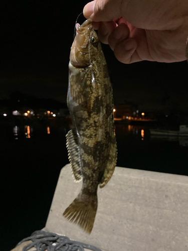 アイナメの釣果