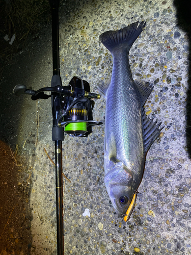 シーバスの釣果