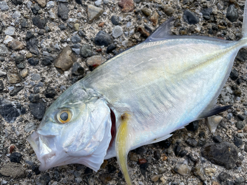 シマアジの釣果