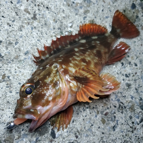 カサゴの釣果