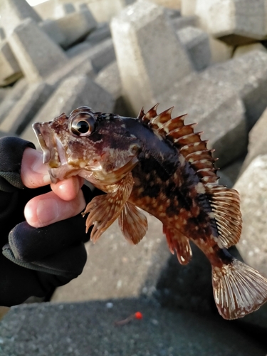 カサゴの釣果