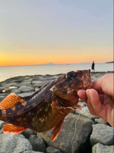 カサゴの釣果