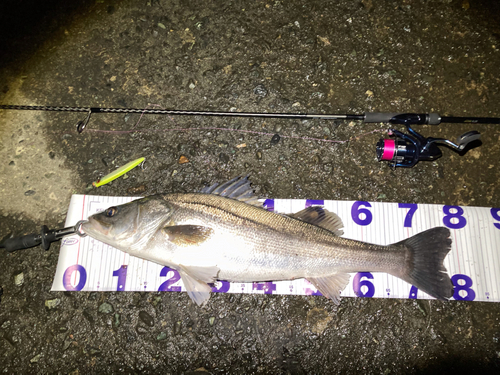 シーバスの釣果